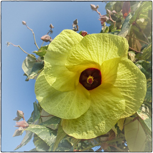 Hibiscus tiliaceus - Hau Tree