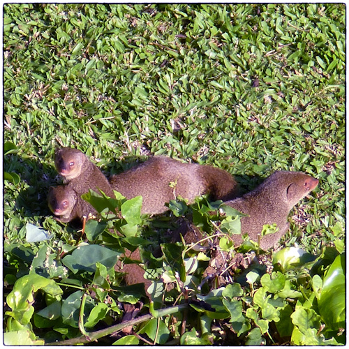 More than one mongoose