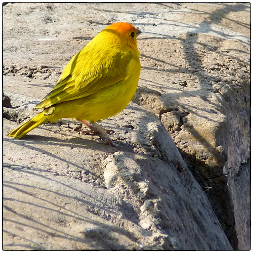 Saffron Finch - Imported from South America in 1960s