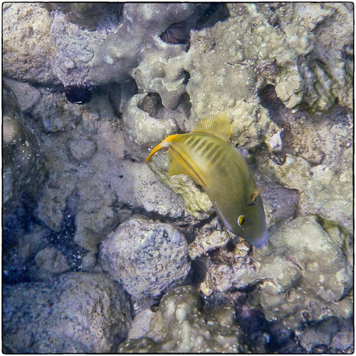 Barred FIle Fish.