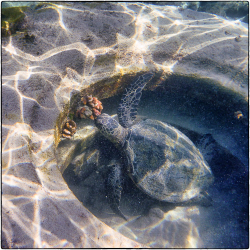 Came upon this green turtle in a really big tire.