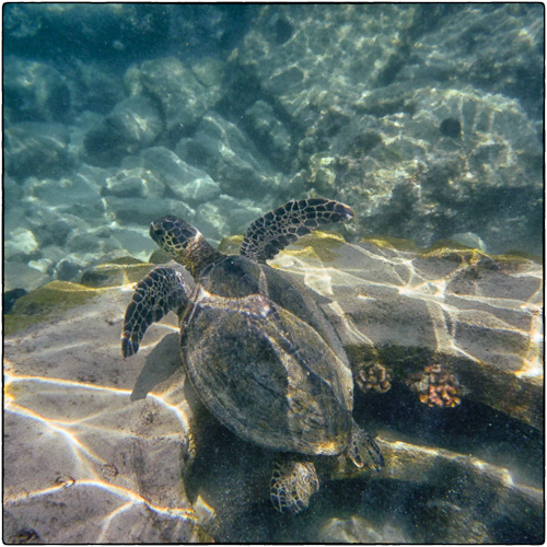 Soon enough, honu swims out of the tire.