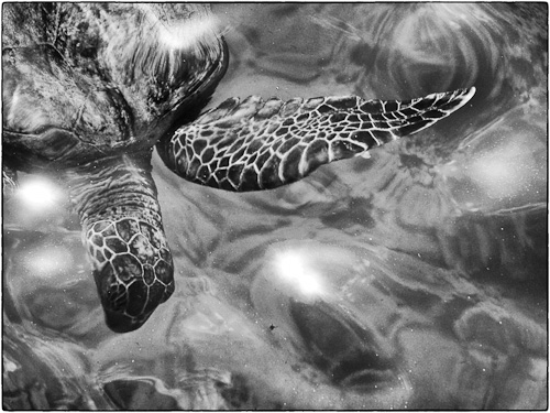 Black and white conversion