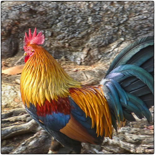 One of our local chickens.