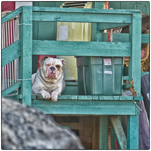 If you are the big dog you can stay on the porch.