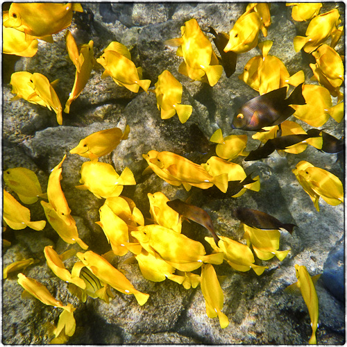 Yellow Tangs and Goldring Surgeon.
