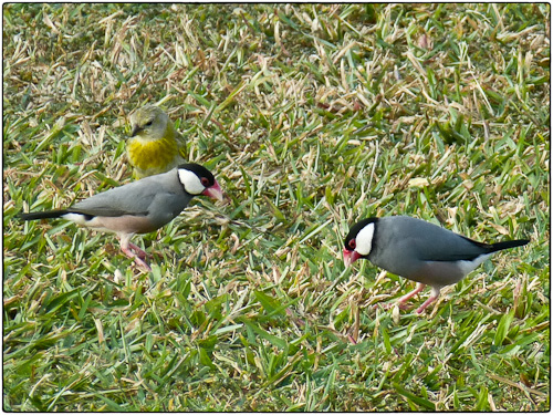 Java Temple BIrds and young Saffron Finch