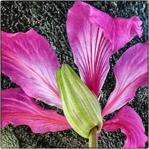 Orchid Tree - Bauhinia variegata