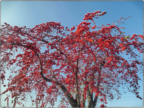Covered with red flowers.