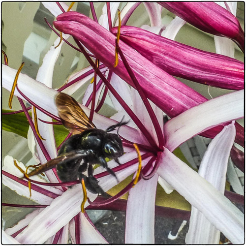 Xylocopa sonorina, the Sonoran carpenter bee