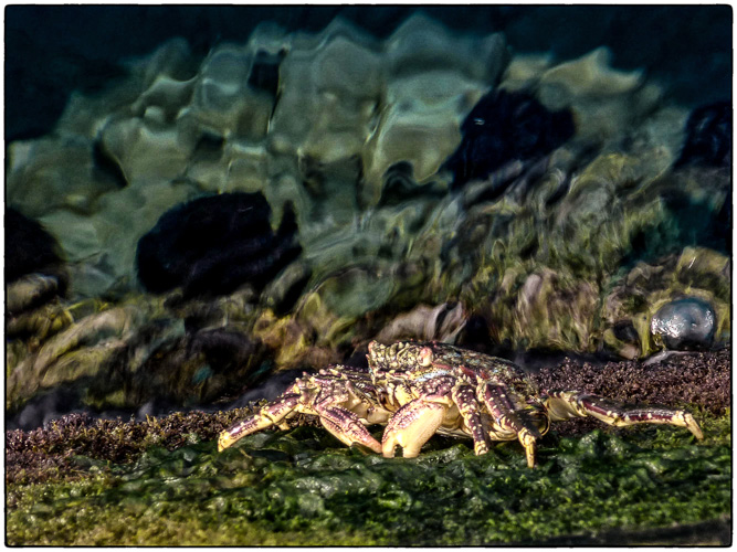 Crab eating seaweed off the pier - last morning in Kona.