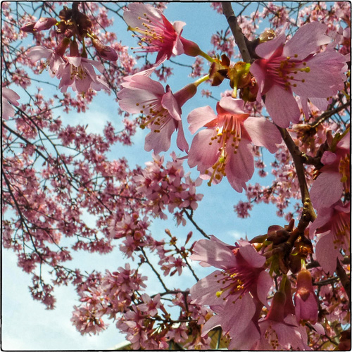 A Hint of Spring