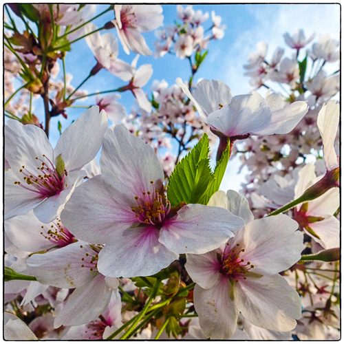 Cherry Blossoms