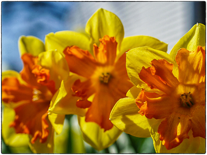 More Daffodils