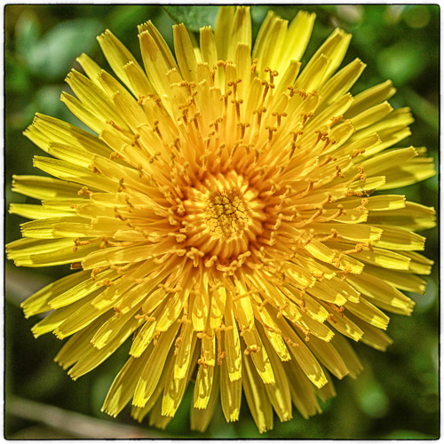 Dandelion