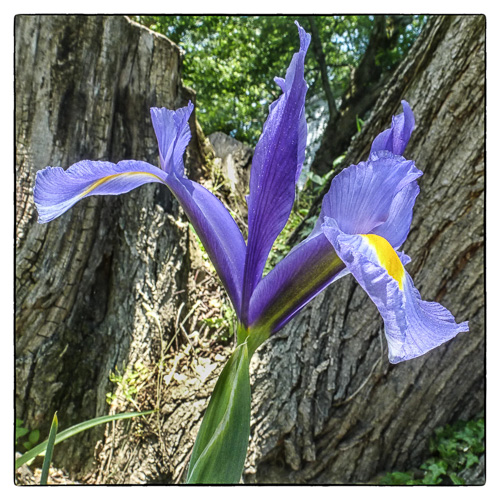 another iris