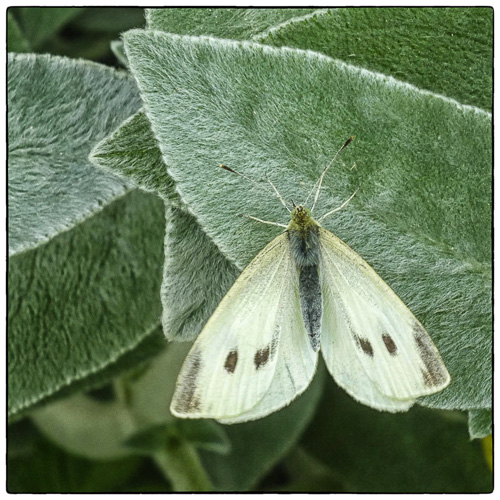 White Cabbage Moth