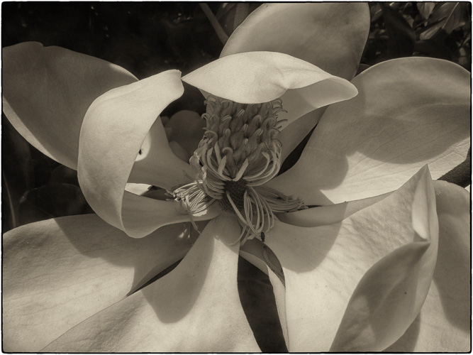 First Magnolia of 2013