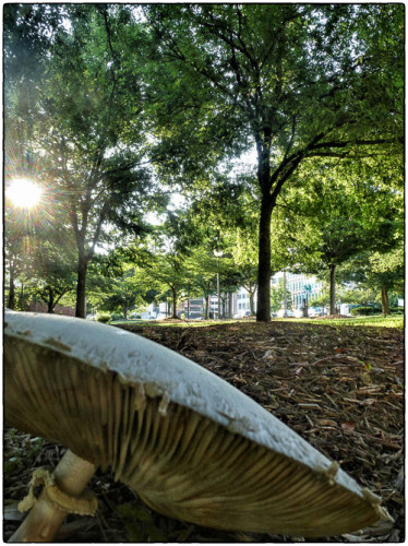 The cool rainy summer has given us a bumper crop of toad stools.