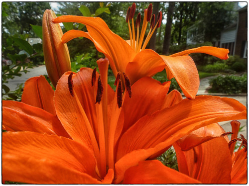 Lilies enjoying their day in the sun