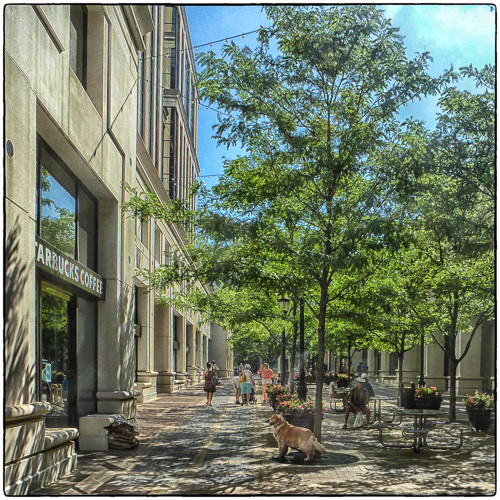 Street Trees, Dogs, Starbucks