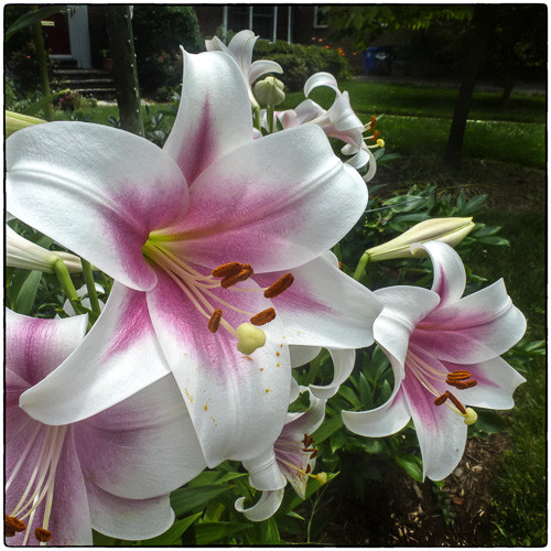 Yard Lily