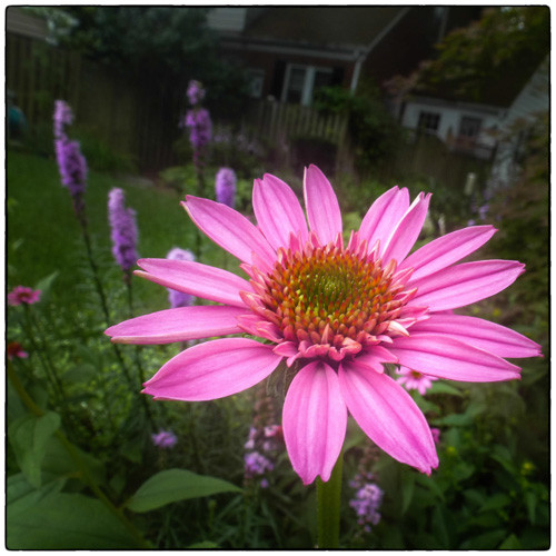 The Everywhere Cone Flower