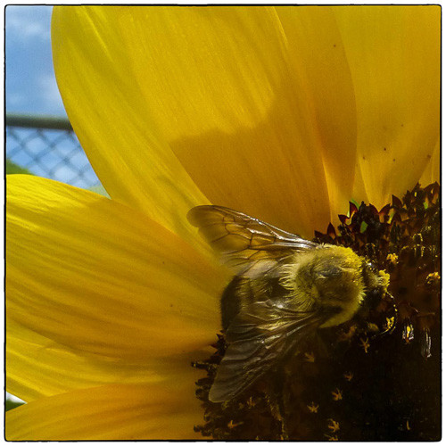 Bee & Sunflower