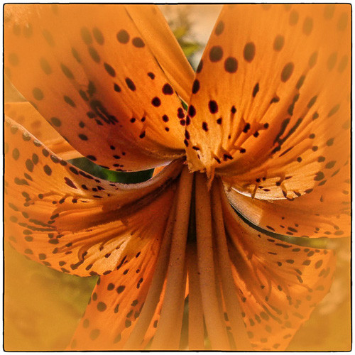 Tiger Lily - from the FX01