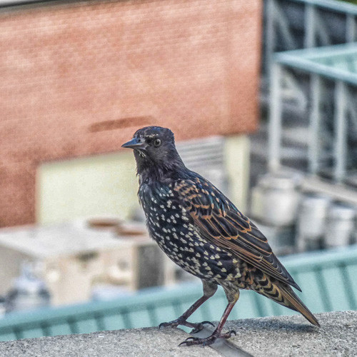 Young Starling