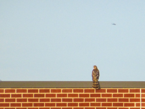 A redtail hawk lands on the roof next door.