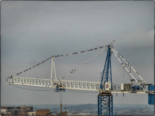 Crows on Crane