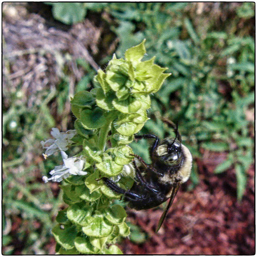 What is with this bee? Guess it has pollen on its face.