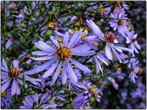 St Michelmass Daisy