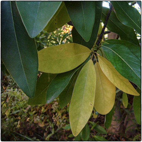 Yellow Leaves