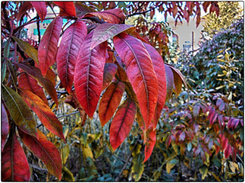 I rather like red leaves.
