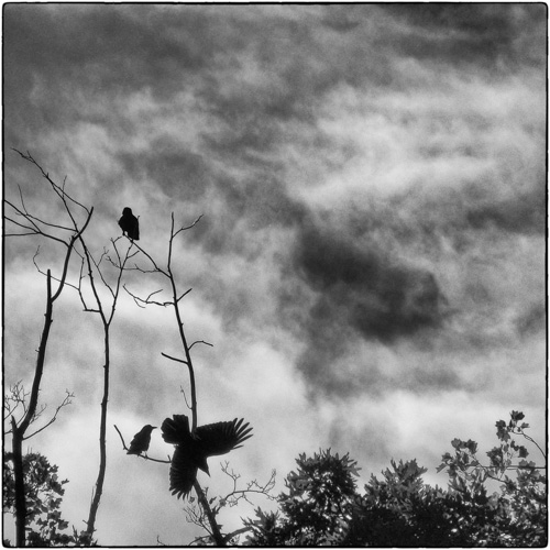 Crows