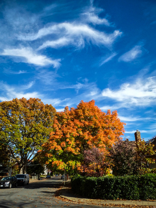 Neighborhood Trees