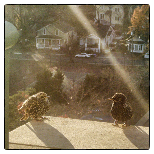 The sun came out and so did the starlings.