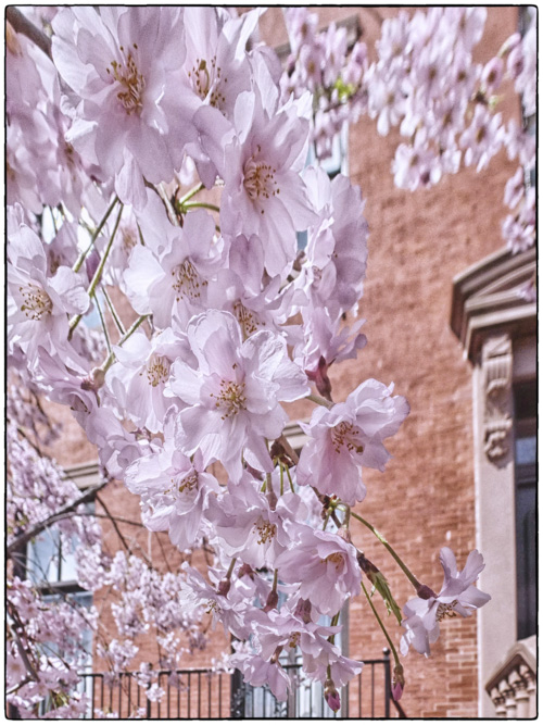 cherry trees outside Blair House