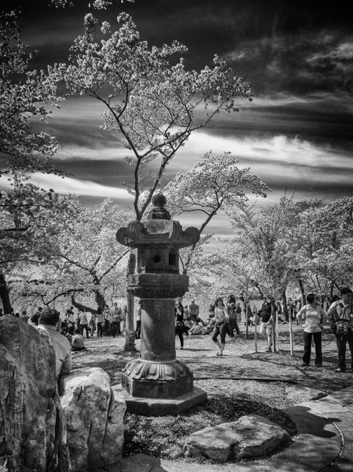 cherry trees in bloom with red filter B/W conversion.