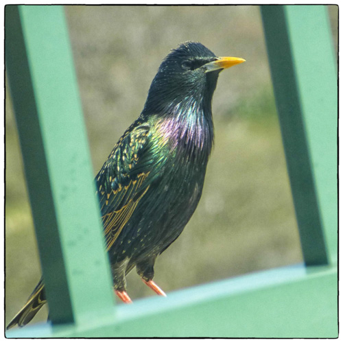 the resident male starling