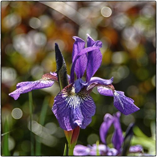 Iris from today's walkabout - The L1 with killer Leica glass.