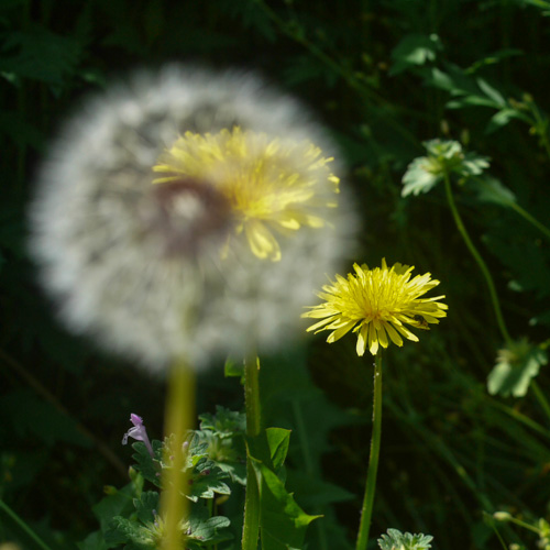 dandelions - L1