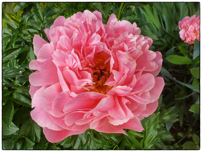 Peony Time