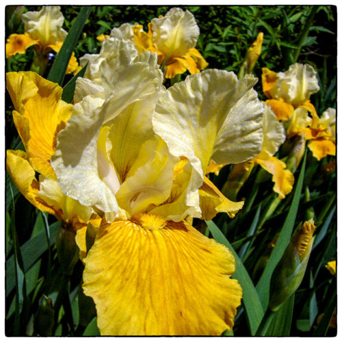 well, the iris are blooming. that is new.