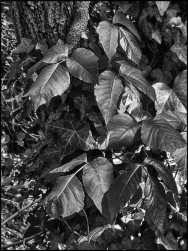 poison ivy