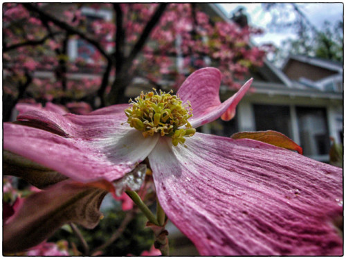 pink dogwoods - a little over the top
