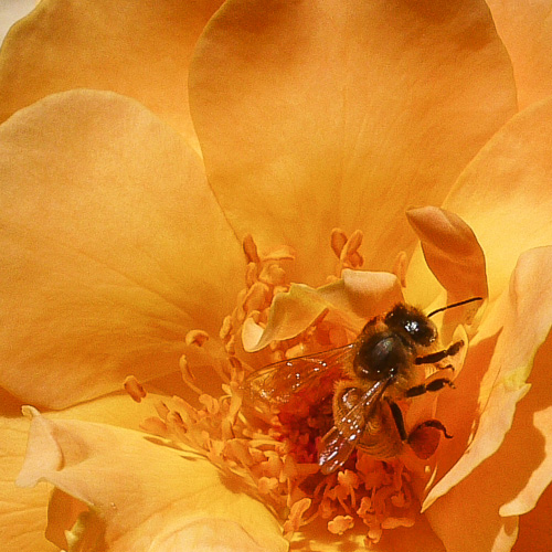 Bon Aire Rose Garden - Today