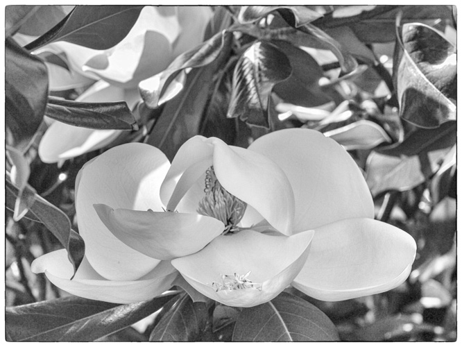 Magnolia - Try 4